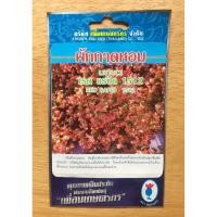 ราคา เมล็ดผักกาดหอม ผักสลัด ใบแดง (RED RAPID LETTUCE) ใบหยิกสวย เก็บเกียวได้นาน (1491191510)