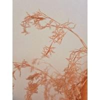 ราคา ดอกตะไคร้แห้งมงคลเพิ่มโชคลาภ(1ก้านดอก) (27350314186)