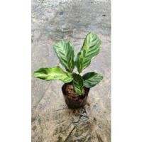 ราคา คล้าพลอยไพลินด่างเหลือง,คล้าสวยงาม (12613947378)