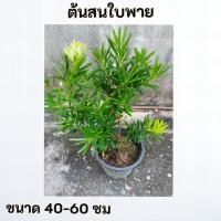 ราคา ต้นสนใบพาย สนใบพาย (29843251320)
