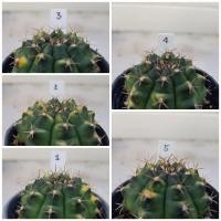 ราคา แคคตัส ยิมโนด่าง เหลือง Gymno กระบองเพชร cactus ขนาดกระถาง 2.5 นิ้ว สวยๆ แข็งแรง (10228852708)