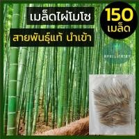 ราคา ไผ่โมโซ [สายพันธุ์แท้] เมล็ดไผ่ moso bamboo Phyllostachys edulis เมล็ดพันธุ์ไผ่ เมล็ดไผ่โมโซ ไผ่ลำเดียว ไผ่ญี่ปุ่น (7463605235)