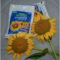 ราคา เมล็ดพันธุ์ ดอกทานตะวัน แปซิฟิค อะควอร่า6 Sunflower seeds ราคาต่อ1kg (3109439404)