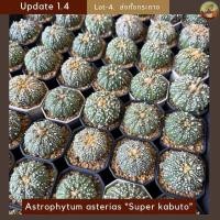 ราคา [ Update 1.4 ] Lot-4 แอสโตรซุปเปอร์คาบูโตะ กระบองเพชร Astrophytum asterias “Super kabuto” ไม้เพาะเมล็ด ส่งทั้งกระถาง (55408116247)
