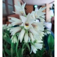 ราคา ว่านจูงนาง 4สีให้เลือก นางตาม กล้วยไม้ดิน นำดอกหรือต้นแช่น้ำมันจันทร์ป้ายปากมือหน้า ไม้มงคล หัวว่าน (19669865272)