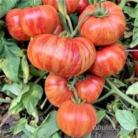 ราคา เมล็ด วินเทจไวน์ (ลาย) ทานตะวันเทศ-หายากเนื้อสเต็ก Heirloom อร่อย10เมล็ดค่ะ ทานตะวัน (22434959025)