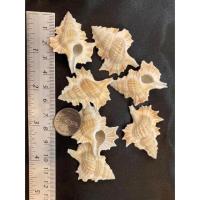 ราคา 1 ตัว เปลือกหอยใบไม้เล็ก ขนาด3-4 CM เปลือกหอยสะสม หายาก (6088543471)