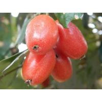 ราคา ต้นพันธุ์ มะหลอด ถุงดำพร้อมปลูก 29 บาท มะหลอด นิยมบริโภคสดเป็นผลไม้ ทางภาคเหนือนำไปทำส้มตำ (43171003620)