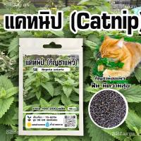 ราคา เมล็ดแคทนิป Catnip /// Nepeta cataria 100-200 เมล็ด โปรโมชั่น [ซื้อ 2 แถม 1ซอง]/// SBfarm (20455090177)