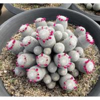 ราคา เข็มเงินกอไซส์ใหญ่ Mammillaria Geminispina กระถาง 5 -10 " กระบองเพชร ไม้อวบน้ำ succulent แคคตัส cactus (29981603882)