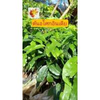 ราคา ต้นอโศก​อินเดีย​ ต้นไม้​โต​เร็ว​ ต้นไม้​ทรงสวย​ อโศก​อินเดีย​ (13890870705)