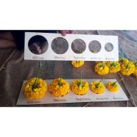 ราคา อุปกรณ์วัดไซส์ดอกดาวเรือง(ไซส์มาตรฐานตลาด) (6446960374)