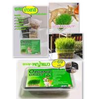 ราคา ชุดปลูกข้าวสาลี Pet Grass Organic หญ้าแมว (4878278301)