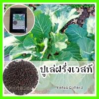 ราคา พร้อมส่ง ❗ รหัส 118 เมล็ดพันธุ์ OP แท้ ปูเล่ฝรั่งเวสท์ - Vates Collard ปลูกง่าย โตไว ทนแดดจัด คล้ายคะน้า เมล็ดปูเล่ (9962605695)