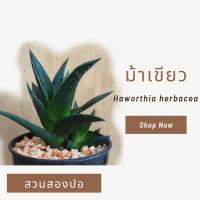 ราคา Haworthia herbacea ฮาโวเทีย ม้าเขียว ไม้อวบน้ำ (7586854839)