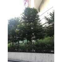 ราคา ต้นล่ำซำ Black Ebony ไม้มงคลที่ควรปลูกทุกบ้าน ให้ร่ำรวยล่ำซำ ไม่ยืนต้น ทนทาน ทนแล้งได้ดี ให้ร่มเงา ต้นละ 69 บาท (20613196685)