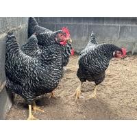 ราคา ไข่เชื้อสำหรับฟักพันธุ์บาร์พลีมัคร็อค ไข่ไก่ ไข่ไก่สายพันธุ์แท้ (47054078543)