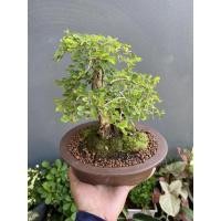 ราคา ต้นเก็ดปลาหมอ#บอนไซ#สวยๆ (11302517962)