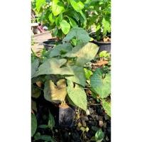 ราคา ต้นออมเงิน​ ออมทอง ต้นออมนาก ต้นไม้มงคล​ (6340813870)