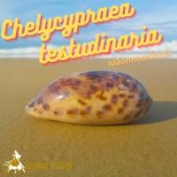 ราคา Andaman seashell เปลือกหอย หอยเบี้ยเต่า (Chelycypraea testudinaria) (17460834054)