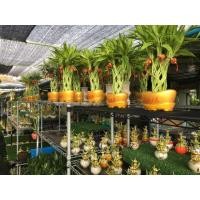 ราคา ไผ่กวนอิมสาน ลาย3เส้น เฉพาะต้นไผ่กวนอิม (3838285611)