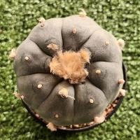ราคา โลโฟวิลเลี่ยม,กระบองเพชรขนาดใหญ่ (16393567799)