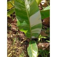 ราคา หน่อกล้วยเล็บมือนางด่างแท้เเน่นอน (29519768216)