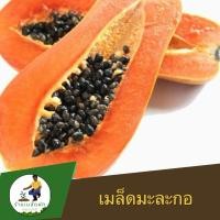ราคา เมล็ดพันธุ์มะละกอฮอลแลนด์ เมล็ดมะละกอ มะละกอหวาน 20 เมล็ด (25077134218)