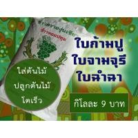 ราคา ใบก้ามปู ค้างปี สำหรับผสมดินปลูกต้นไม้ โลละ 9 บาท ผมเก็บข้ามปีใช้ผสมดินปลูก ชำไม้ราคาแพง (21052939931)