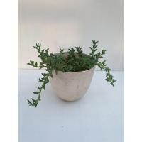 ราคา โลมา(Senecio peregrinus)/ไม้อวบน้ำ/แคคตัส/กระบองเพชร (8325365973)