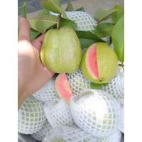 ราคา ฝรั่งหงเป่าสือ เก็บสดๆจัดส่งทุกวันจร้าขนาด 3-4ลูกโล “หงเป่าสือ” เป็นฝรั่งไส้แดง ที่มีถิ่นกำเนิดมาจากไต้หวัน มีลักษณะผล (42364890932)