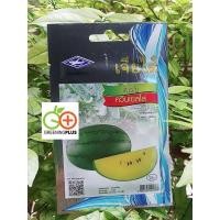 ราคา แตงโม ควีนเยลโล่ (Watermelon Queen yellow)เจียใต๋ (42023274461)