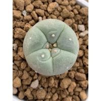 ราคา Lophophora fricii yatagai ไม้เมล็ด (11359025932)