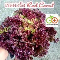 ราคา เรด คอรัล lettuce lollo rossa (RASTA) Enza Zaden 500 pills (เคลือบ) (41423285492)
