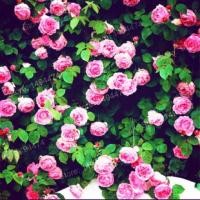 ราคา เมล็ดกุหลาบเลื้อยสีชมพู (320521307)