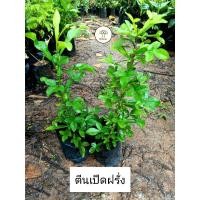 ราคา ต้นตีนเป็ดฝรั่ง หรือ น้ำเต้าฝรั่ง (24067672344)