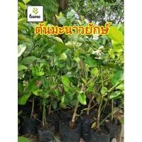 ราคา ต้นมะนาวยักษ์​ มะนาว​ยักษ์​ ต้นมะนาว​ ผลใหญ่คล้ายส้มโอ (11356189522)