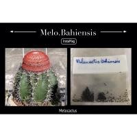 ราคา เมล็ด Melocactus Bahiensis (12610807581)
