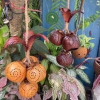 ราคา โคมไฟกะลาพวงองุ่น ฉลุลาย Thailand โคมไฟพวงกะลามะพร้าว ตกแต่งบ้าน สวน I กะลานายโจ้ (27602060312)