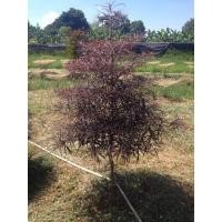 ราคา หูกระจงแดง หรือแผ่บารมี ไม้เสียบยอด (19383285238)