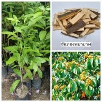 ราคา ต้นขันทองพยาบาท สมุนไพรหายากเจอแล้วต้องรีบไปปลูก ผลกินไม่ได้ สูง 70 - 90 cm (28061963647)