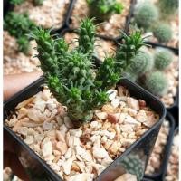 ราคา ต้นยูโฟเบีย ซับแมมมิลลาริส Euphorbia submammillaris #succulents #Euphorbia #ไม้โขด #cactus (6860398118)