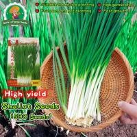 ราคา 700 เมล็ด เมล็ดพันธุ์ ต้นหอม หอมแดง Full Seasons Shallot Seeds for Planting Vegetables Plants เมล็ดหอมแดง เมล็ดพันธุ์ผัก (40923455102)