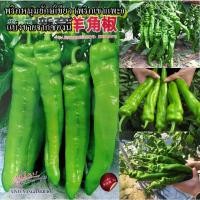 ราคา 100+ เมล็ด เมล็ดพริกหนุ่มยักษ์เขียว (พริกเขาแพะ) (ผลใหญ่ยักษ์ ผลสีเขียวยาว18-21ซม.รสชาติหวาน กลิ่นหอมฉุ่นแรง) (23776412557)