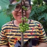 ราคา #ต้นมะเดื่อชุมพรหรือมะเดื่อฉิ่ง #ต้นไม้#ราคาต้นละ 165 บาท/ไม่รวมส่ง✔จัดส่งต้นไม่ติดลูกค่ะ ✔ลูกมะเดื่อสามารถทานได้ (5405578490)