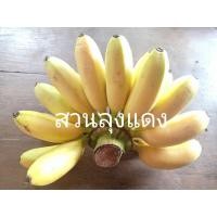 ราคา หน่อกล้วยไข่กำแพงเพชร (ขั้นต่ำ5หน่อขึ้นค่ะ) (5249901586)