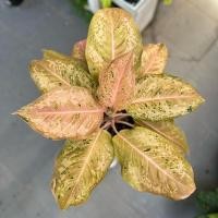 ราคา Aglaonema Stardust Orange (21352908718)