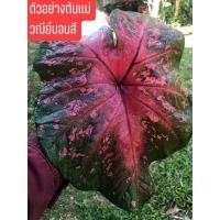 ราคา ต้นไม้บอนสีชื่อเงาะถอดรูป(ต้นโตจะถอดรูป) (8952995980)