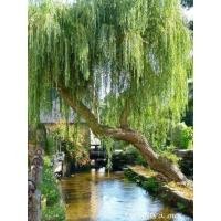 ราคา ต้นหลิวลู่ลม ความสูง150 เซนติเมตร (29029188191)