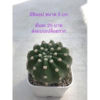 ราคา อิชินอป (Echinopsis subdenudata) แคคตัส กระบองเพชร (15529891190)